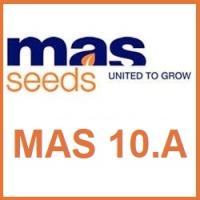 Гибрид кукурузы MAS 10.A