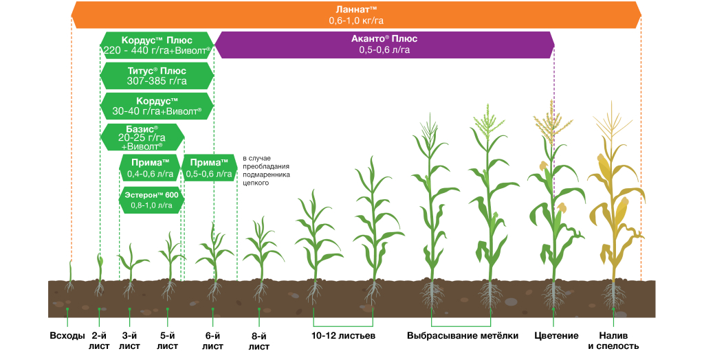 Схема защиты семян кукурузы Pioneer