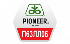 Семена подсолнечника Pioneer П63ЛЛ06