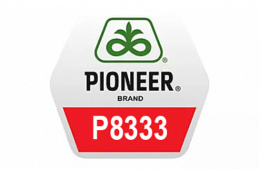 Гибрид кукурузы Pioneer П8333